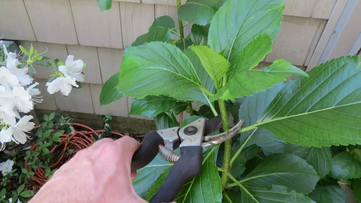 [Pflanzen im Haus] Wie man Hortensien mit deinen eigenen Händen verbreitet?