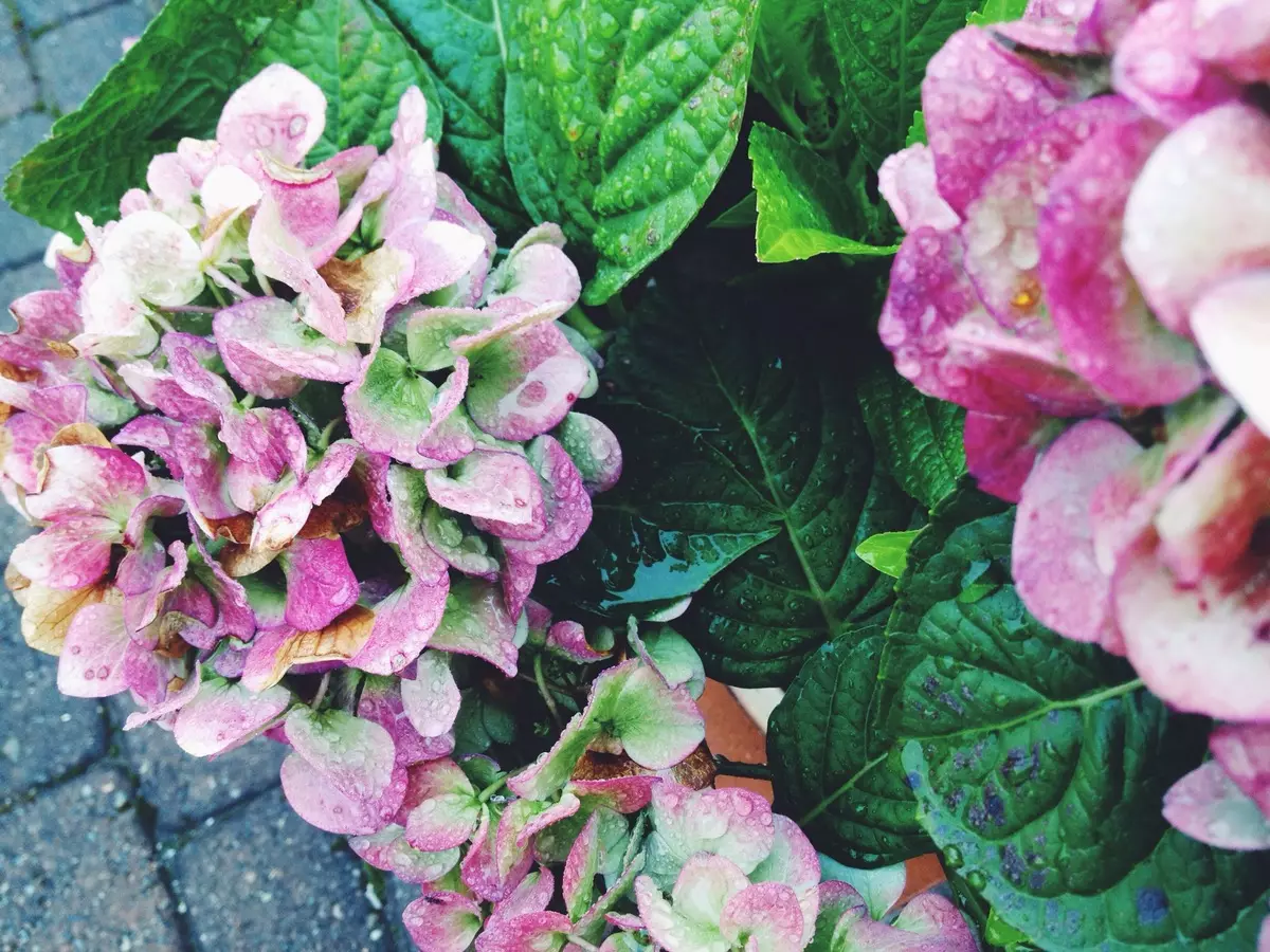 [Plantas en la casa] ¿Cómo propagar la hortensia con tus propias manos?