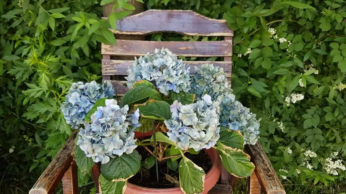 [Plantas na casa] Como propagar a Hortensia coas túas propias mans?