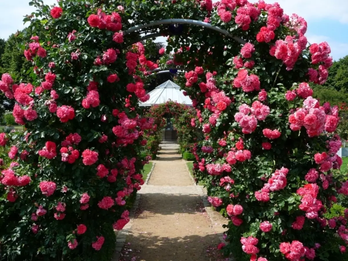 Твой сад розы. Роуз Гарден плетистая.