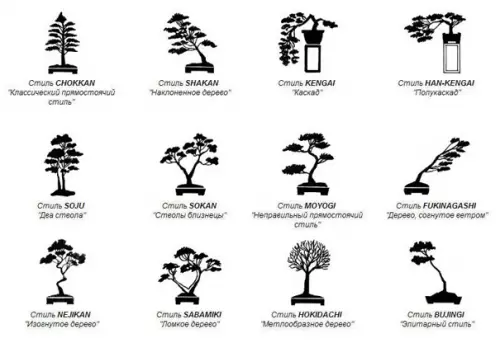 Beaded bonsai: samm-sammult juhiseid samm-sammult fotode ja video abil