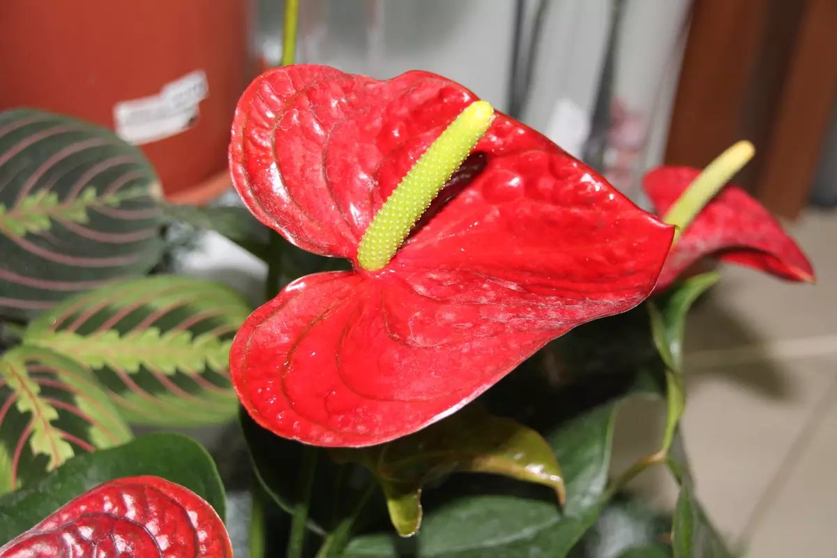 [Nroj tsuag hauv tsev] Yuav ua li cas saib xyuas anthurium?