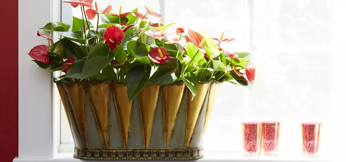 [Cây trong nhà] Làm thế nào để chăm sóc anthurium?