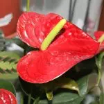 [Izityalo endlini] Ungayikhathalela njani i-Anthurium?