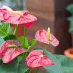 [Plantas en la casa] ¿Cómo cuidar al anthurium?