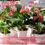 [Planten yn 'e hûs] Hoe kinne jo soarch hawwe foar it Anthurium?