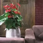 [Biljke u kući] Kako se brinuti za Anthurium?