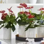 [집안의 식물] Anthurium을 돌보는 방법은 무엇입니까?
