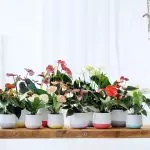 [მცენარეები სახლში] როგორ იზრუნოს anthurium?