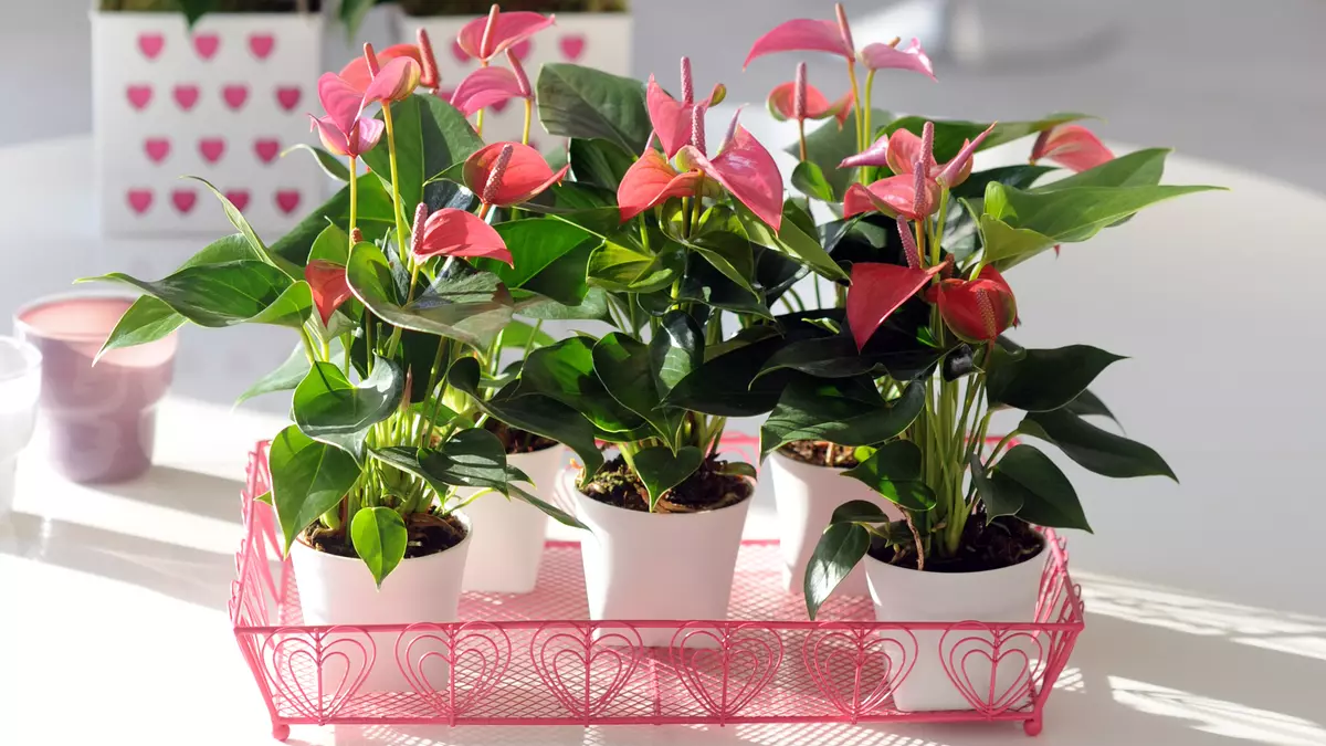 [Plants in the house] How to care for the anthurium?