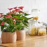 [Plant yo nan kay la] Ki jan nan swen pou anthurium la?