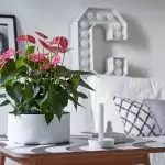 [Növények a házban] Hogyan kell törődni az Anthurium?
