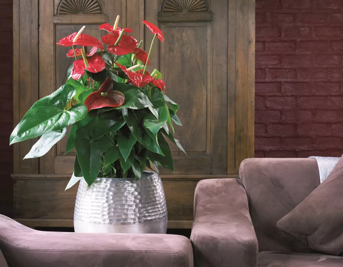 [Plantes a la casa] Com tenir cura de l'Anthurium?