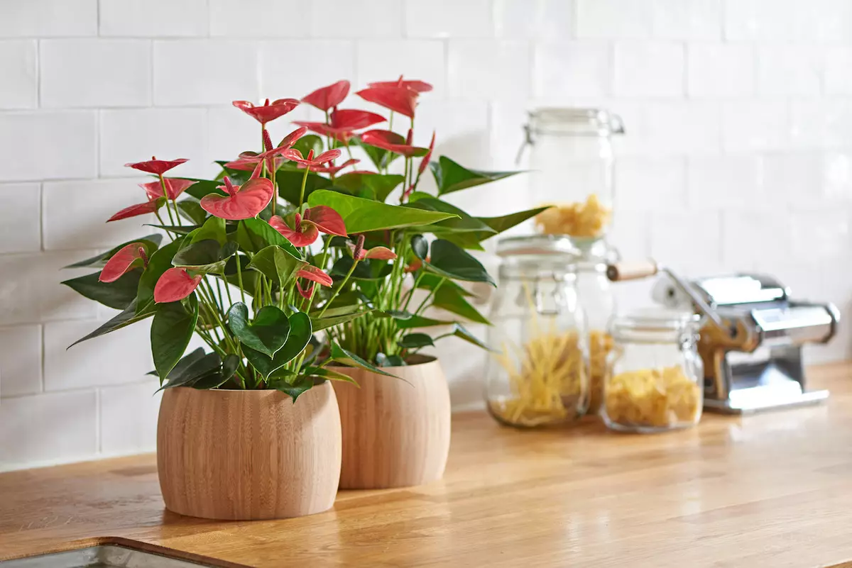 [Plante in die huis] Hoe om te sorg vir die anthurium?