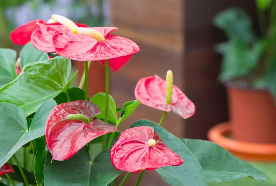 [Augi mājā] Kā rūpēties par Anthurium?