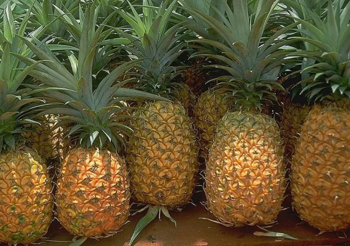 Kupi kwekuchengeta pineapple kumba saka anonyadzisa