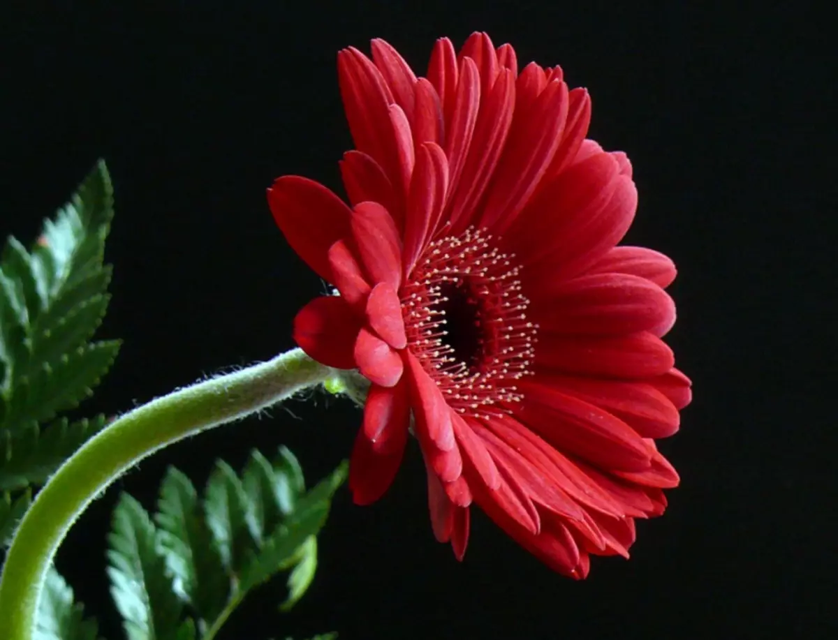 Gerbera aus Perlen fir Ufänger an enger Masterklass mat Schemaen a Video