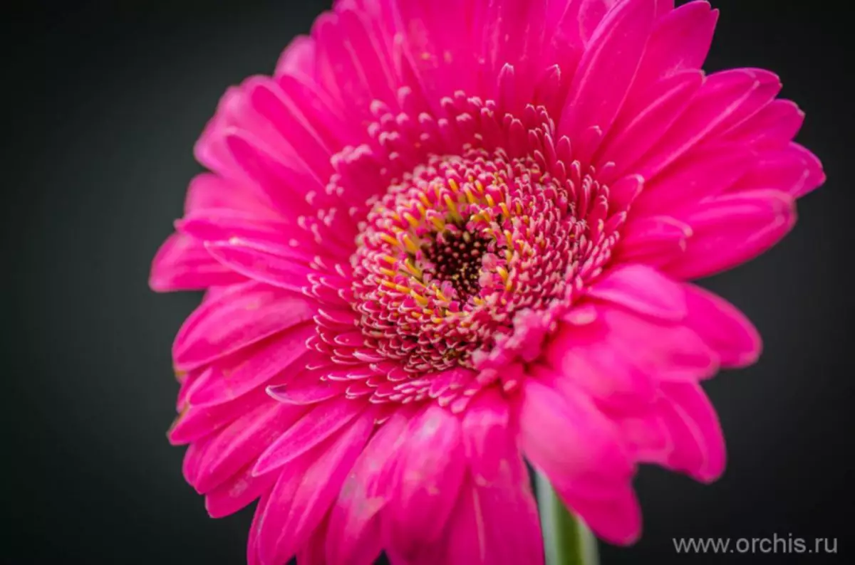 Gerbera aus Perlen fir Ufänger an enger Masterklass mat Schemaen a Video