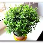 5 बेडरूम के पौधे जो घर में उपयोगी हैं
