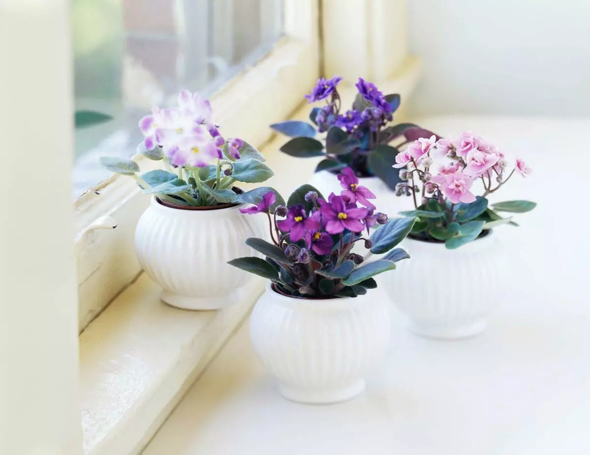 [Plantas na casa] Por que a flor violeta não fazia?