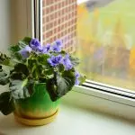 [Biljke u kući] Zašto ljubičasta cvjeta?