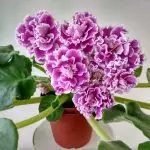 [Kasvit talossa] Miksi violetti kukkii?