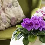 [Cây trong nhà] Tại sao Violet không nở hoa?