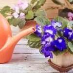 [Plantes dans la maison] Pourquoi la violette ne fleurit-elle pas?