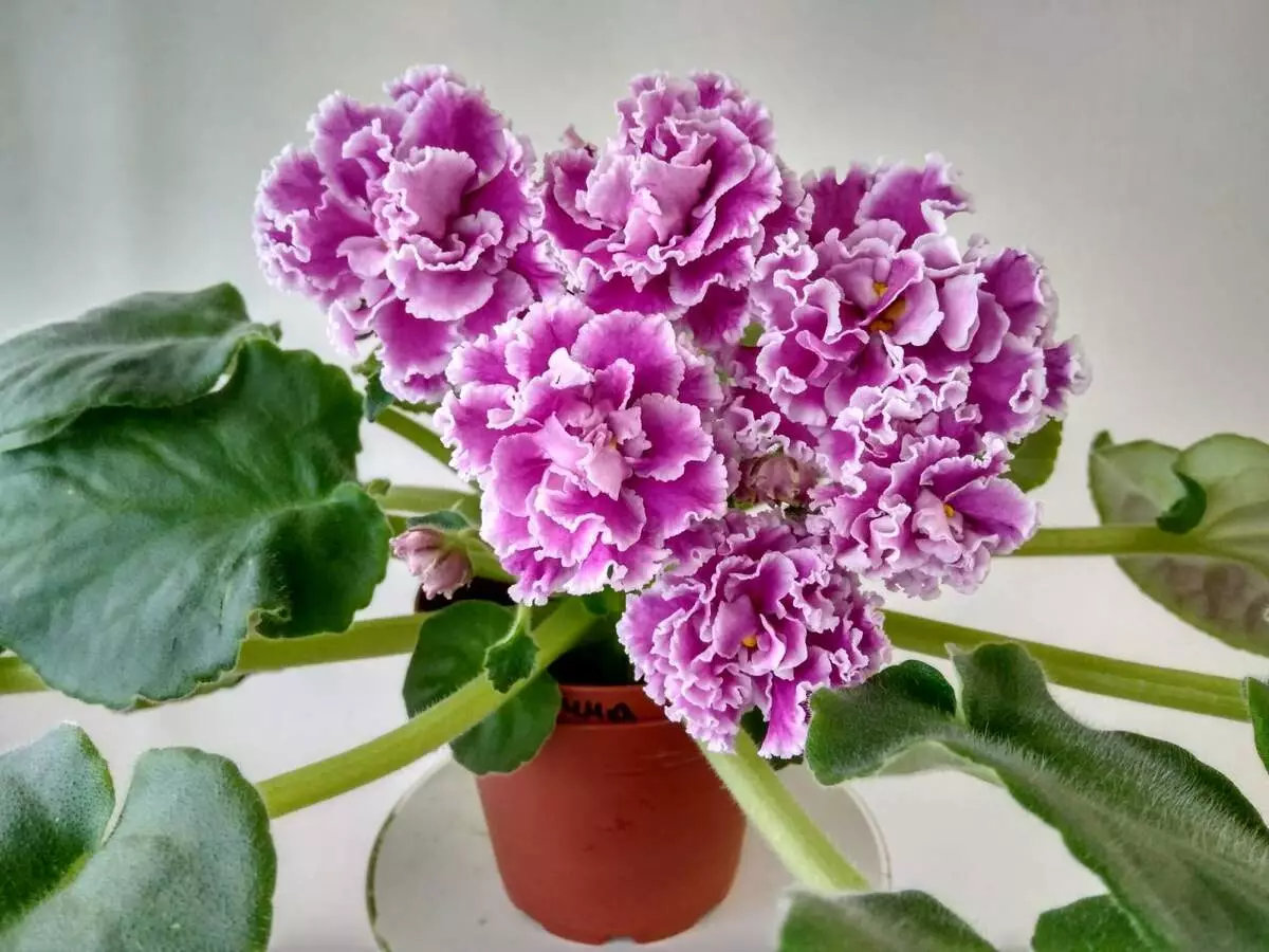 [房子裡的植物]為什麼不是紫羅蘭綻放？