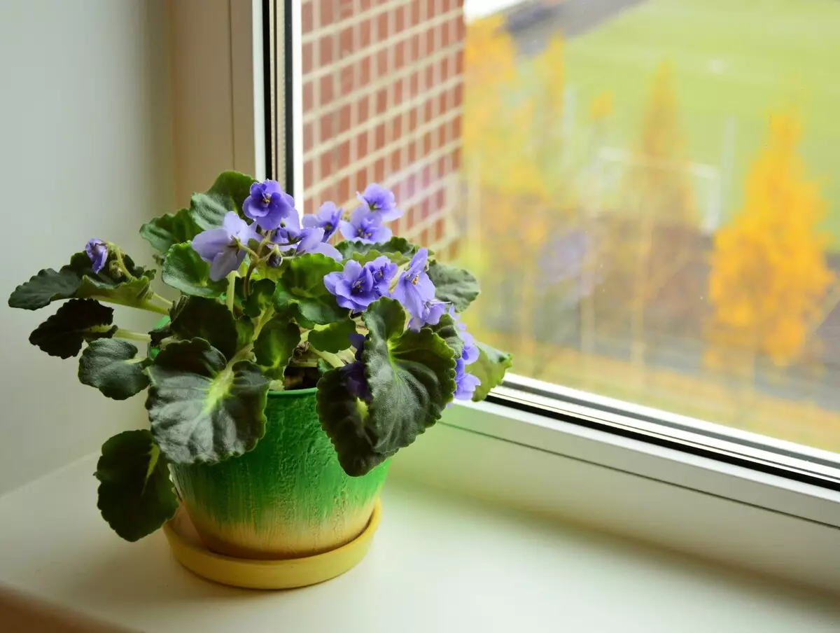 [Växter i huset] Varför inte violetten blommar?