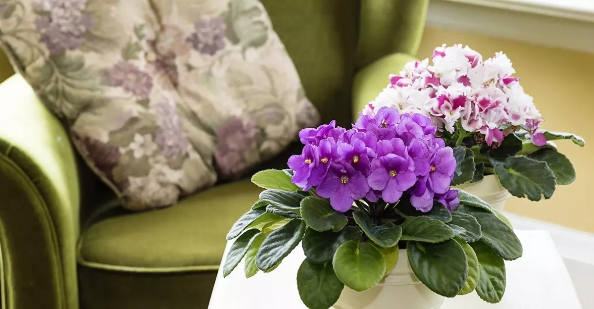 [Plantes a la casa] Per què no la floració violeta?