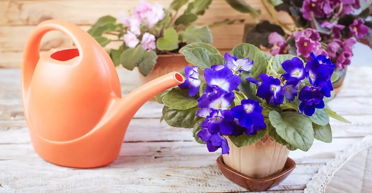 [Planter i huset] Hvorfor blomstrer ikke violetet?