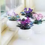 [Maja taimed] Miks ei ole violetne õitsemine?