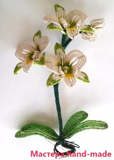Bead orchidėjos: audimo schemos pradedantiesiems su nuotraukomis ir vaizdo įrašais