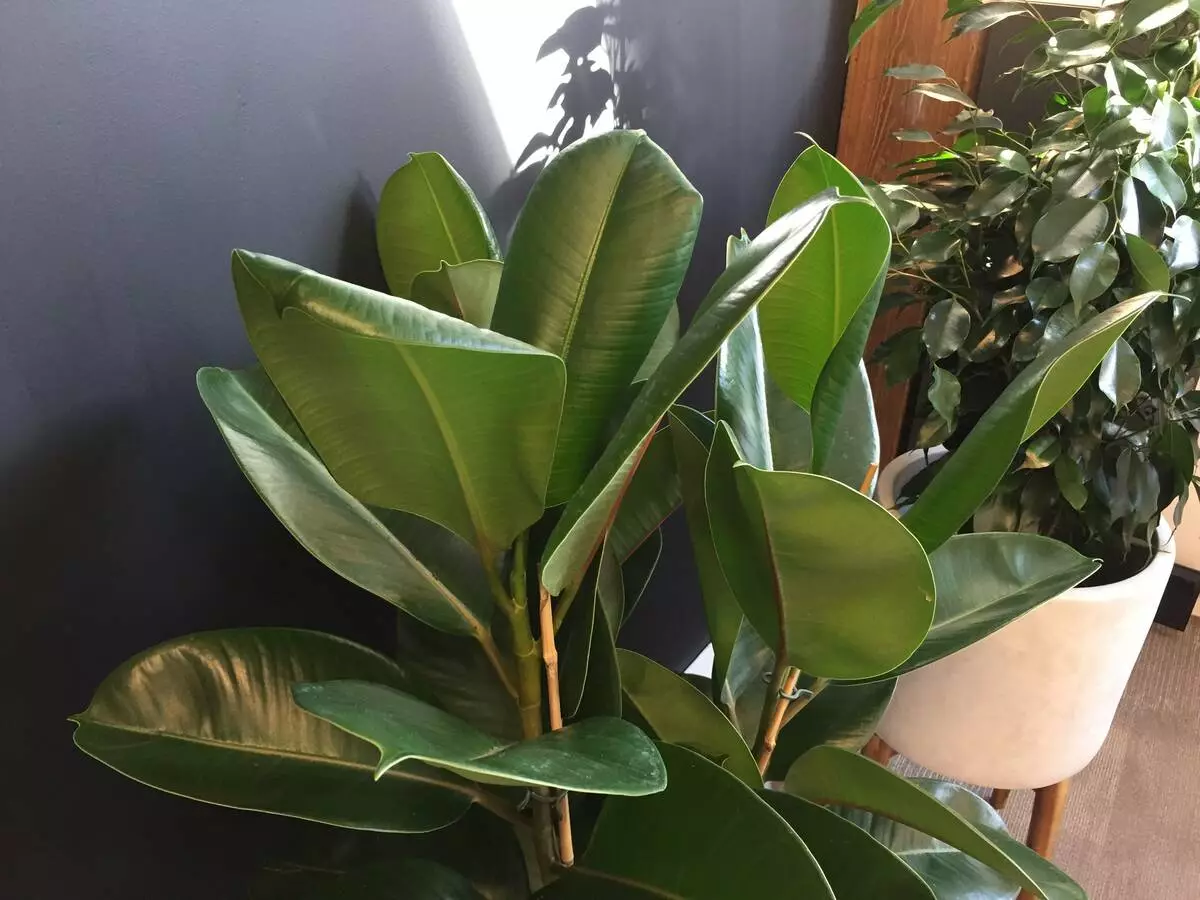 [Planten yn 'e hûs] Hokker soarte fan ficus kieze in nijkommer?