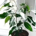 [Tumbuhan di rumah] Apa jenis Ficus memilih pendatang baru?
