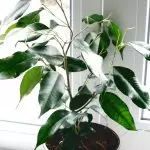 [房子裡的植物]什麼樣的Ficus選擇新人？