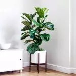 [Pflanzen im Haus] Welche Art von Ficus wählen einen Newcomer aus?