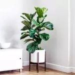 [Planten yn 'e hûs] Hokker soarte fan ficus kieze in nijkommer?