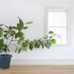 [Rastliny v dome] Aký druh Ficus vyberte nováčik?