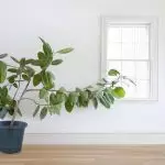 [Planten yn 'e hûs] Hokker soarte fan ficus kieze in nijkommer?