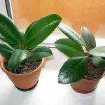 [النباتات في المنزل] ما نوع FICUS اختيار الوافد الجديد؟