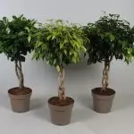 [房子里的植物]什么样的Ficus选择新人？