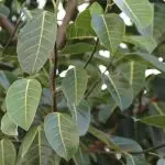 [រុក្ខជាតិនៅក្នុងផ្ទះ] តើ Ficus ប្រភេទណាជ្រើសរើសអ្នកថ្មី?