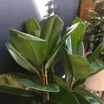 [Bimët në shtëpi] Çfarë lloj Ficus zgjedh një të sapoardhur?
