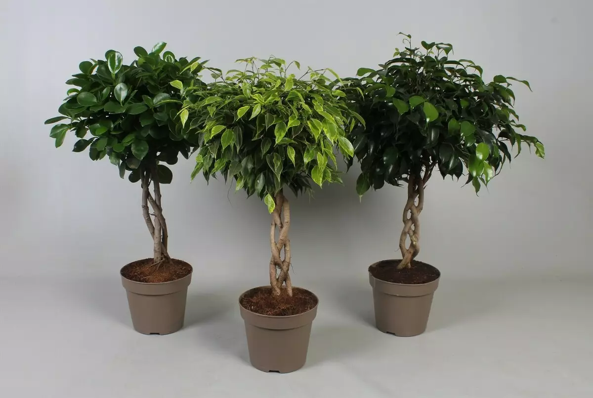 [Planzen am Haus] Wéi eng Zort Ficus wielt en Newcomer?