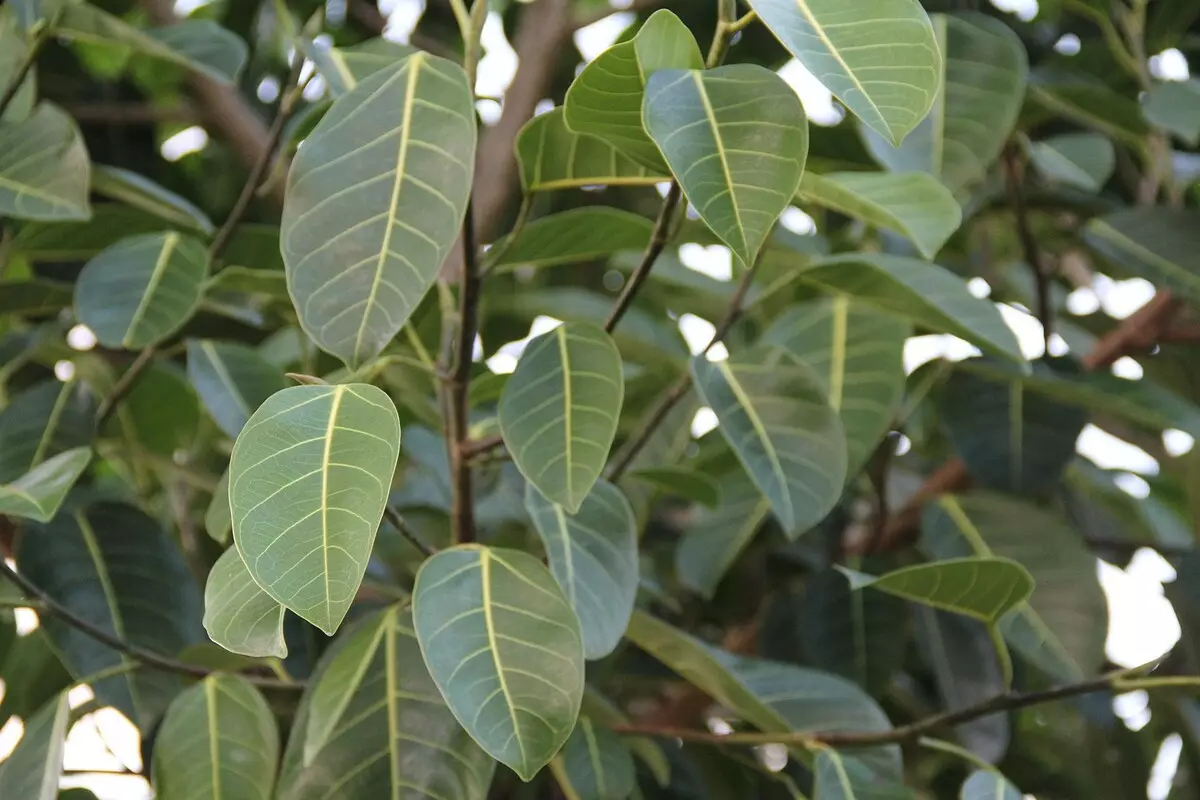 [Plantas en la casa] ¿Qué tipo de ficus elige a un recién llegado?