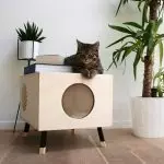 5 Idea Interior jika kucing tinggal di rumah