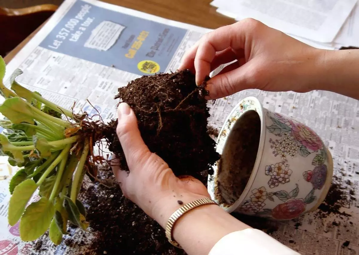 [Plantas na casa] Como cuidar de uma nova flor depois de fazer compras?