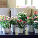 [집의 식물] 쇼핑 후 새로운 꽃을 돌보는 방법?